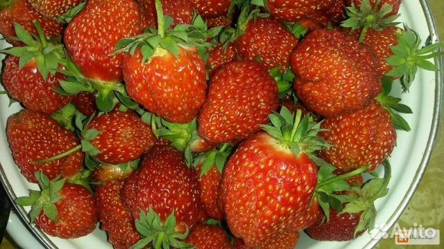 Купить саженцы декоративных кустарников и деревьев почтой Лучшие сорта земляники, клубники, виктории - описание сортов