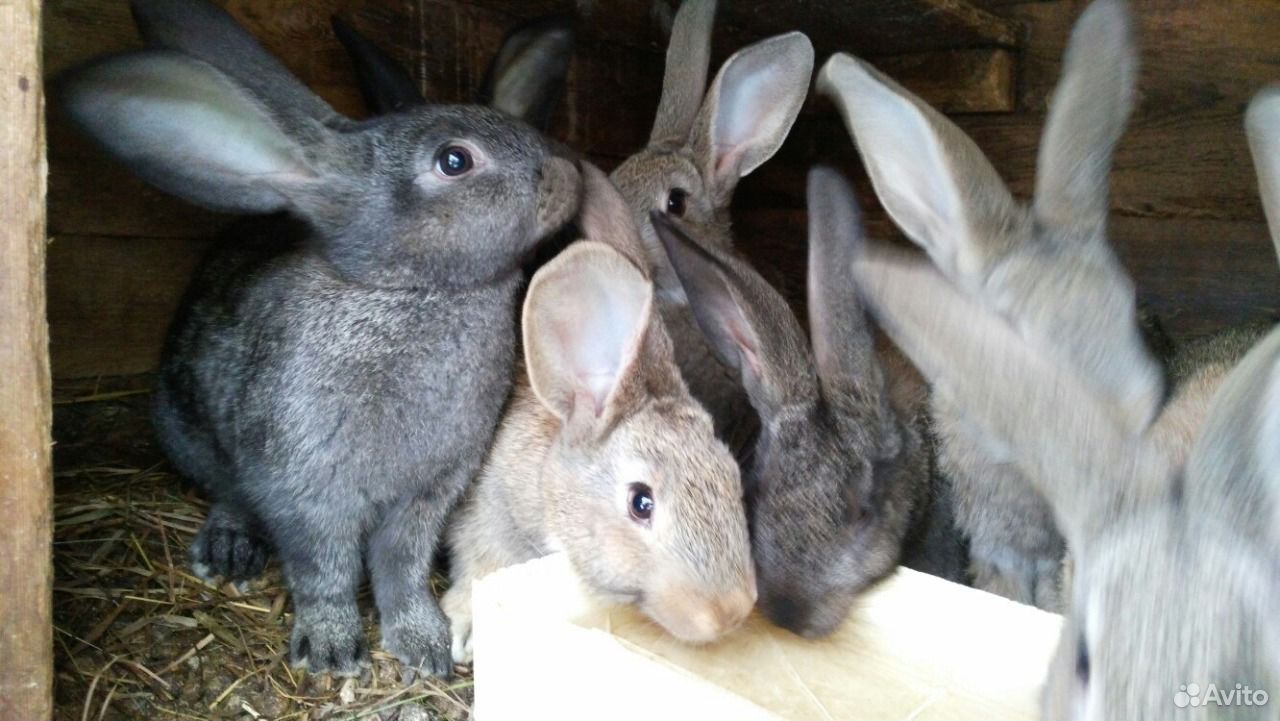 кролики мясных пород авито