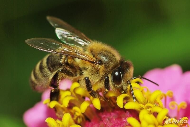 Продаются пчелосемьи, пчелы купить на Зозу.ру - фотография № 1