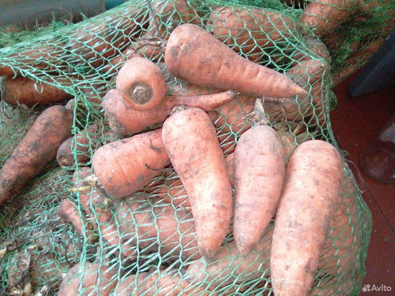 Морковь на корм скоту купить на Зозу.ру - фотография № 2