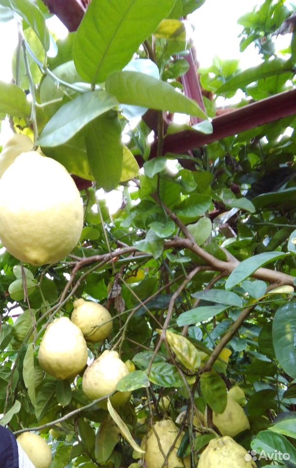 Лимоны (саженцы и плоды) купить на Зозу.ру - фотография № 1