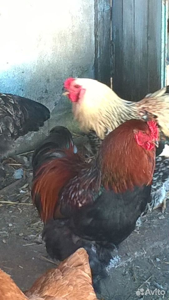 Курица с цыплятами брама купить на Зозу.ру - фотография № 4