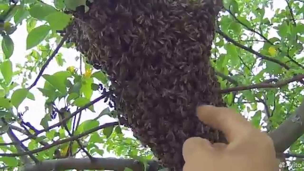 Сниму и вывезу рой пчёл купить на Зозу.ру - фотография № 3