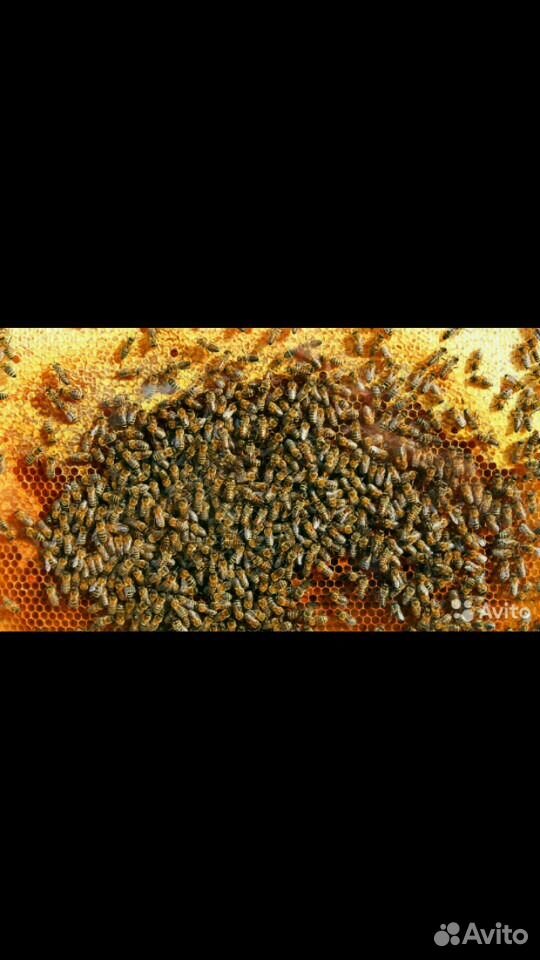 Пчелопакеты от Саныча купить на Зозу.ру - фотография № 2