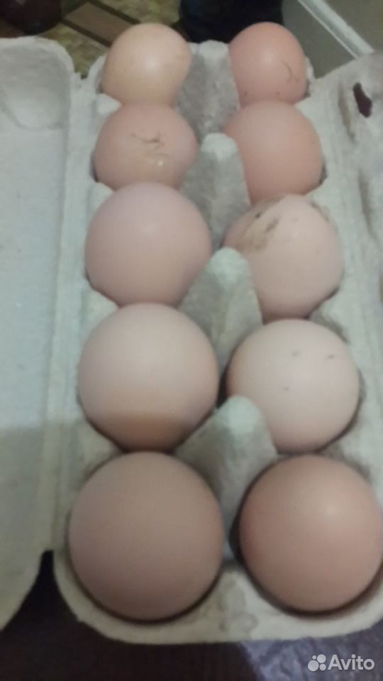Продам домашние яйца куринные купить на Зозу.ру - фотография № 1