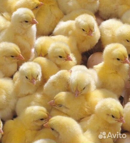 Цыпленок Росс-308 (Чехия ) купить на Зозу.ру - фотография № 1