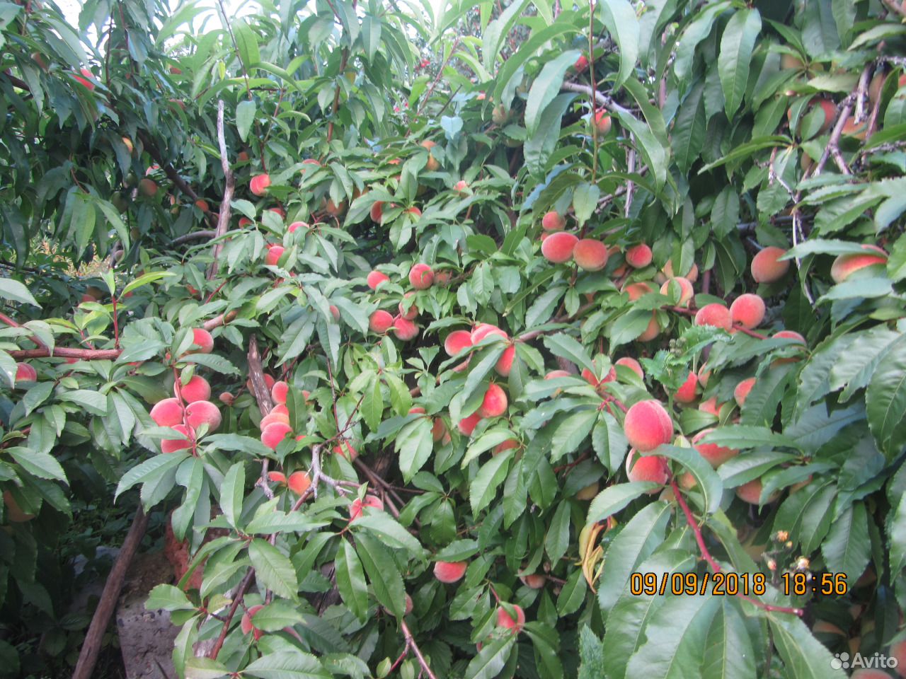 Сколько плодоносит персик