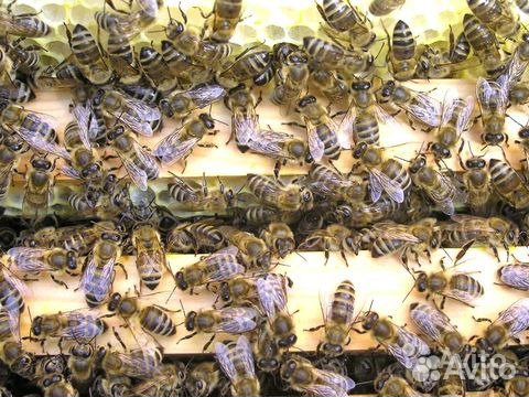 Пчела купить на Зозу.ру - фотография № 2