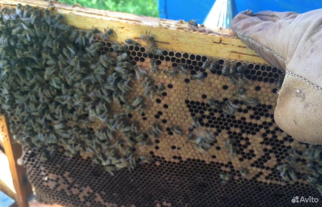 Пчела среднерусская, ульи, рамки купить на Зозу.ру - фотография № 3