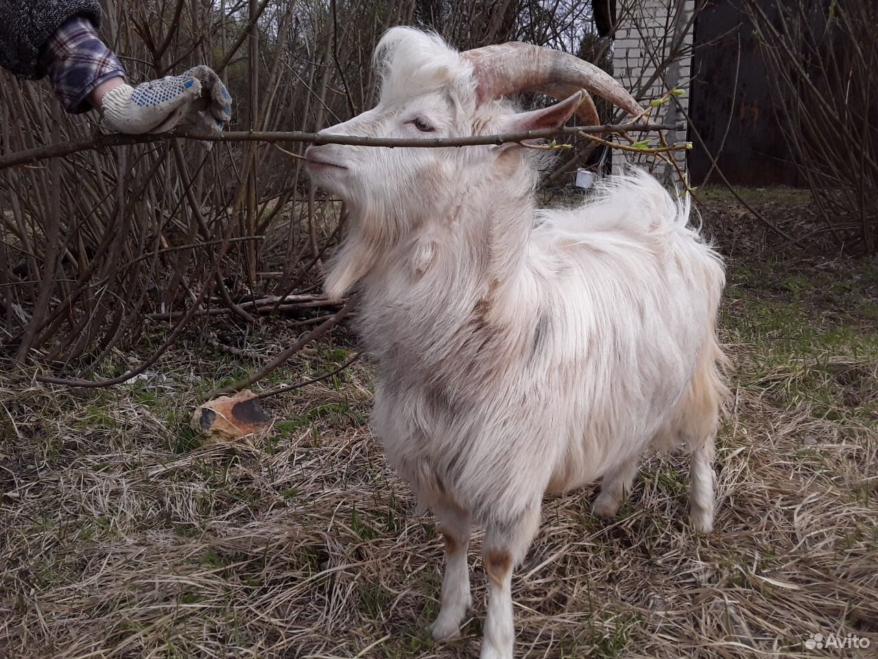 Продаётся козёл на племя купить на Зозу.ру - фотография № 8