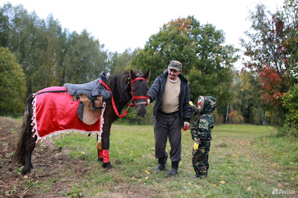 Лошадка пони купить на Зозу.ру - фотография № 4