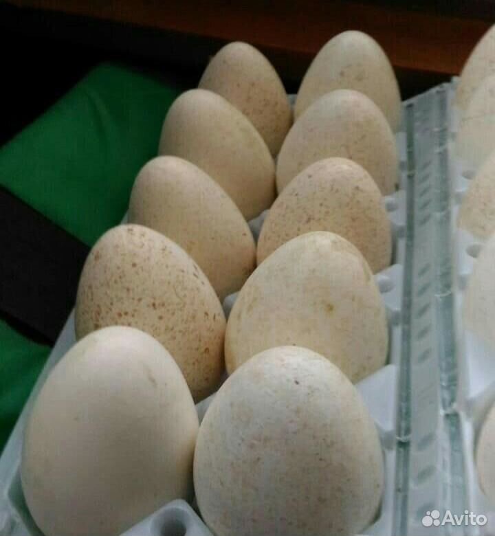 Инкубационное яйцо Индейки купить на Зозу.ру - фотография № 1