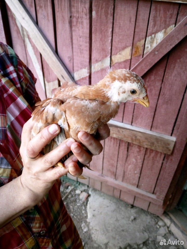 Цыплята домашние -1,5 мес купить на Зозу.ру - фотография № 1