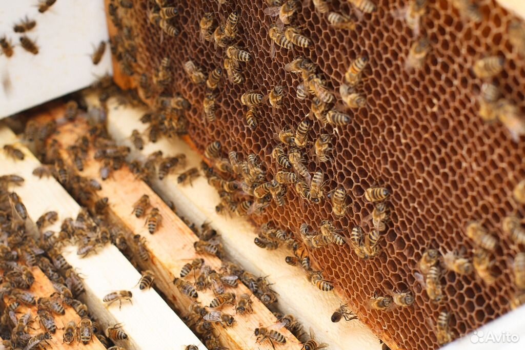 Продам пчелопакеты И пчелосемьи купить на Зозу.ру - фотография № 1