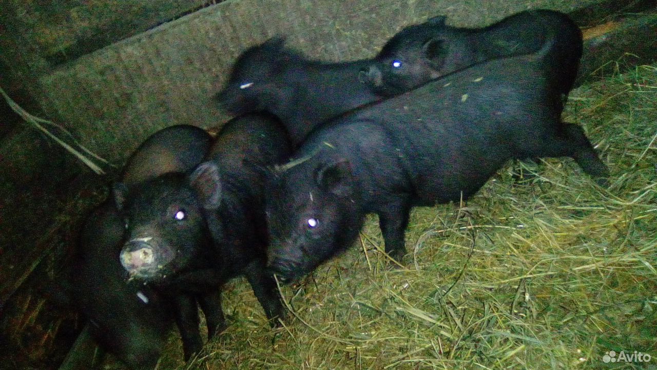 Вьетнамские свинки купить на Зозу.ру - фотография № 1