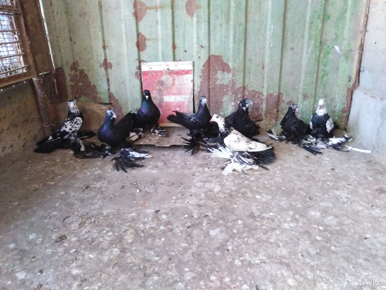 Фото голубей краснодарские. Продажа голубей в Армавире. Армавирские голуби цена. Купить голубей в Краснодарском крае на авито.