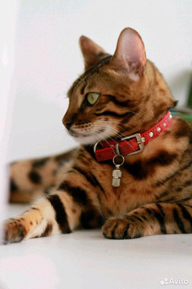 Бенгальский кот купить на Зозу.ру - фотография № 1