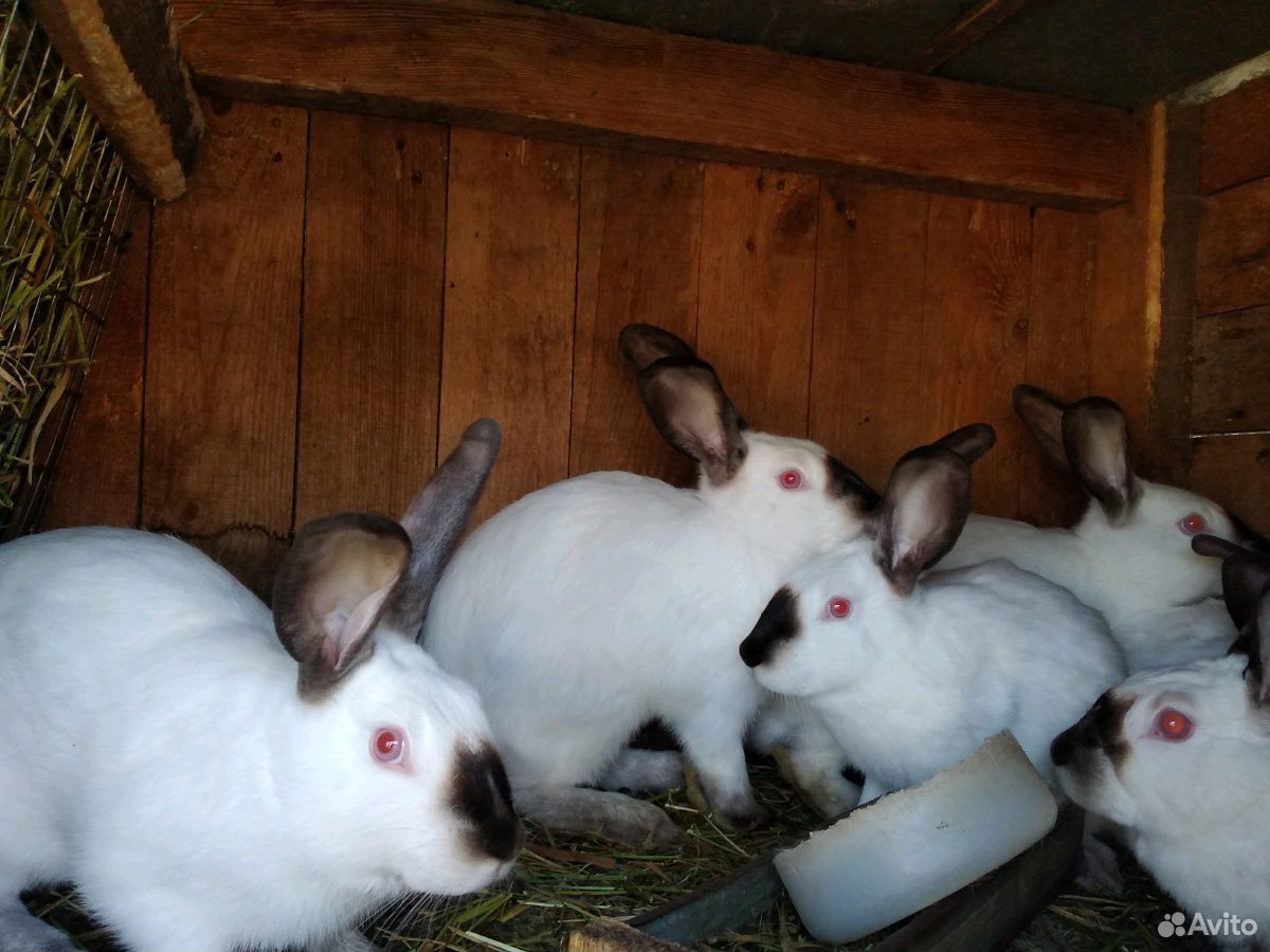 Мясо кролика, а также кролики на племя купить на Зозу.ру - фотография № 4