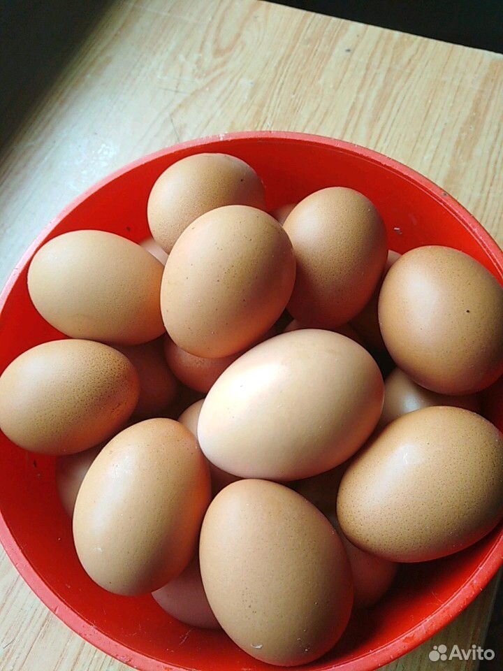 Продам яйца куриные свежие от домашних курей несуш купить на Зозу.ру - фотография № 1