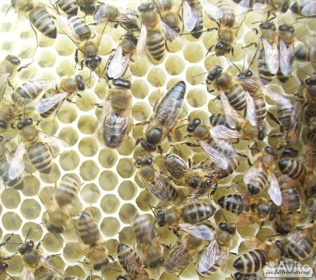 Пчеломатки Карпатки купить на Зозу.ру - фотография № 1