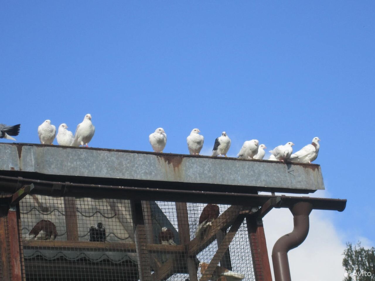 Белые спортивные голуби купить на Зозу.ру - фотография № 10