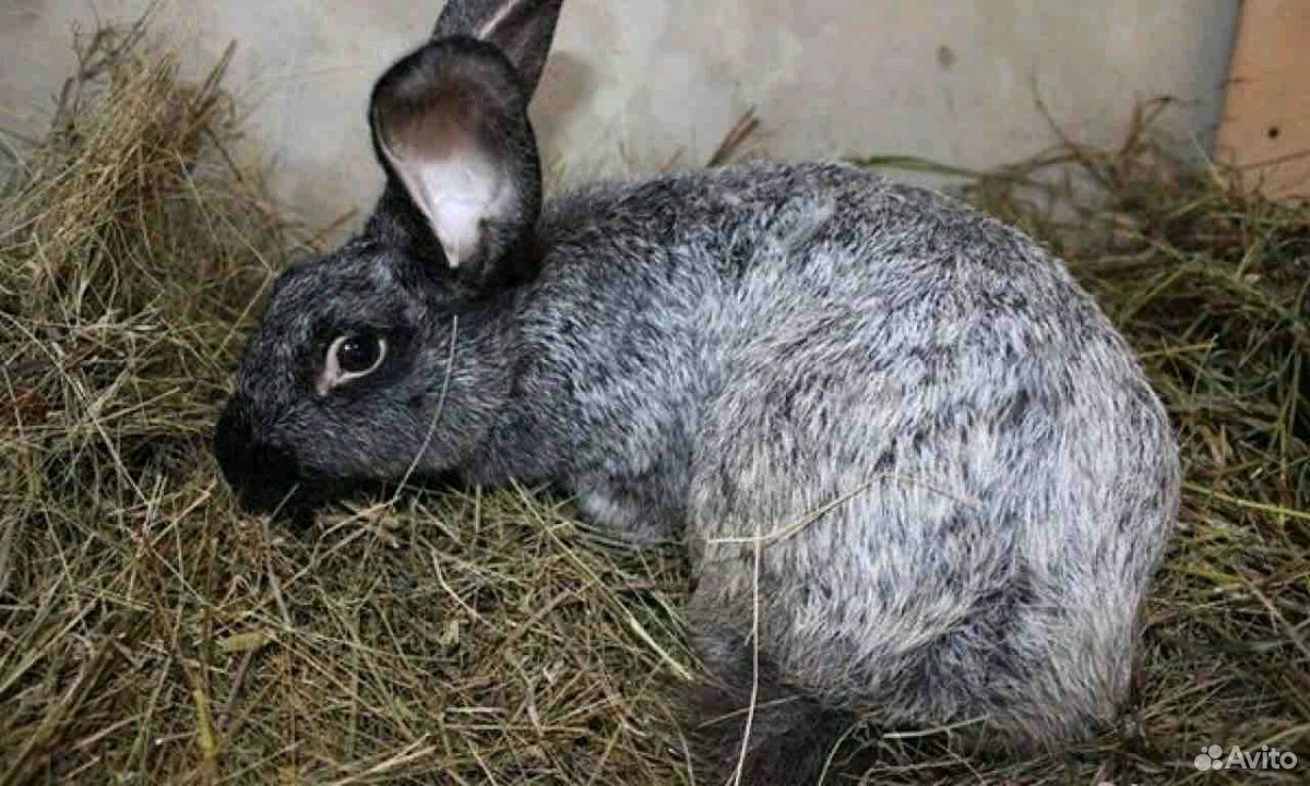 Купить кроликов белгородская. Беременный кролик. Фото беременных кроликов.