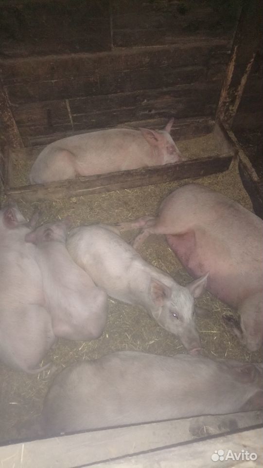 Продам свиней, поросят, разных пород купить на Зозу.ру - фотография № 4