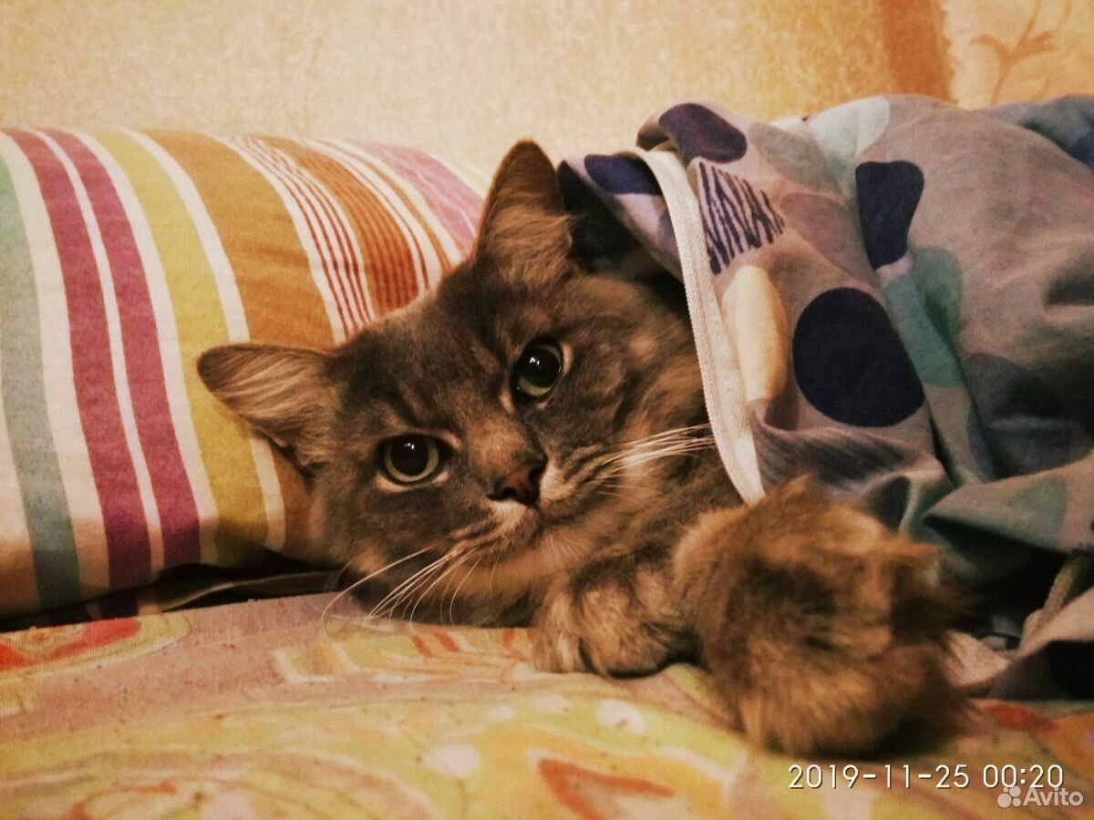 Котя купить на Зозу.ру - фотография № 1