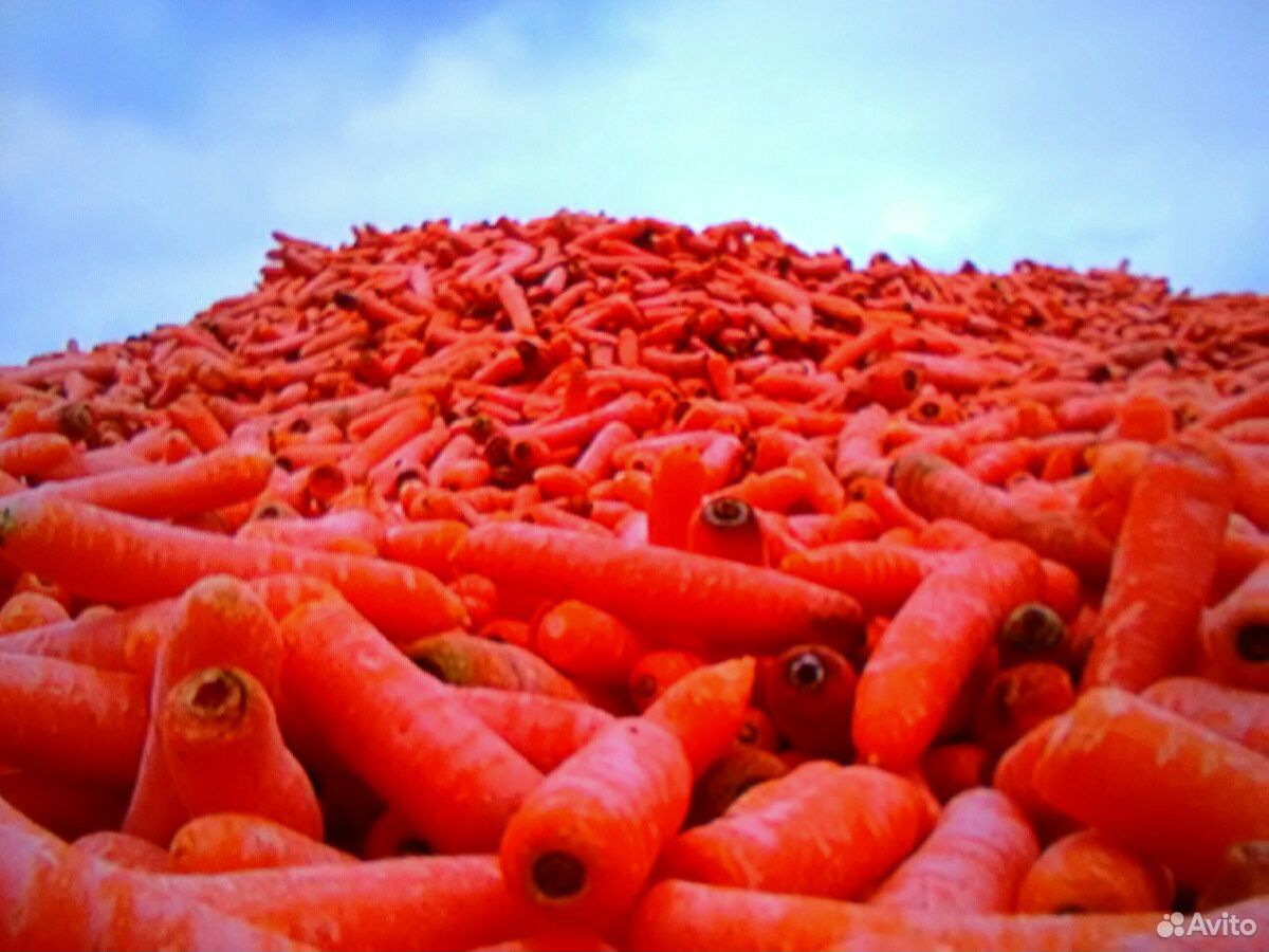 Большое количество моркови. Много морковки. Куча моркови. Гора морковки. Огромная куча моркови.
