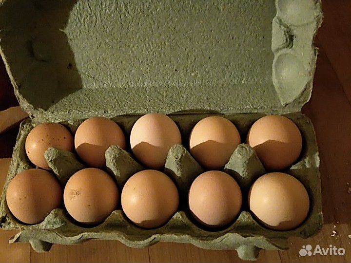 Яйца от минимясных кур купить на Зозу.ру - фотография № 1