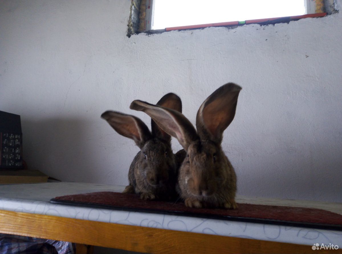 Продам чисто породных кроликов на племя купить на Зозу.ру - фотография № 5