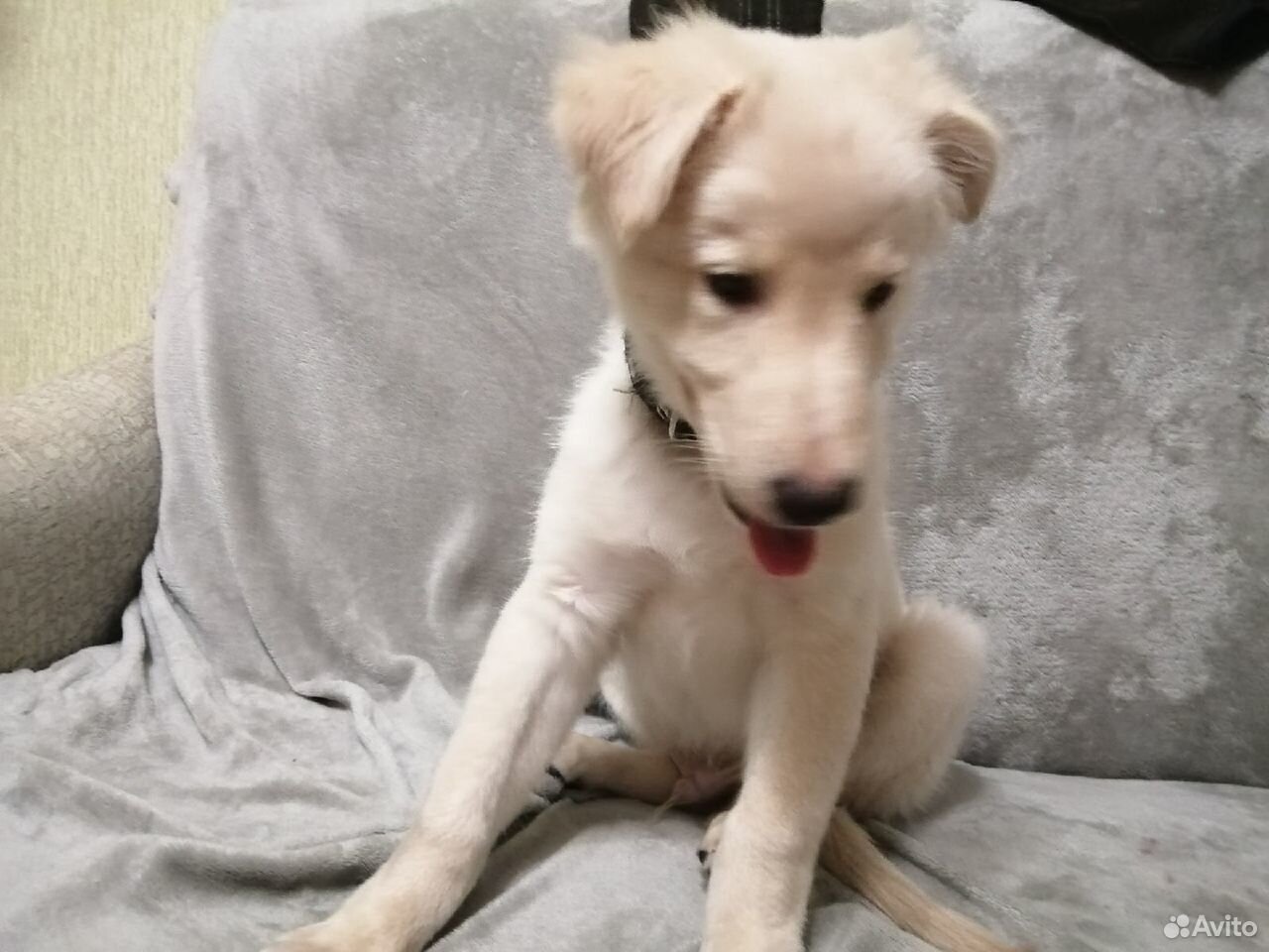 животные в добрые руки волгоград