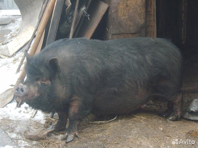Семья вьетнамских свиней купить на Зозу.ру - фотография № 1