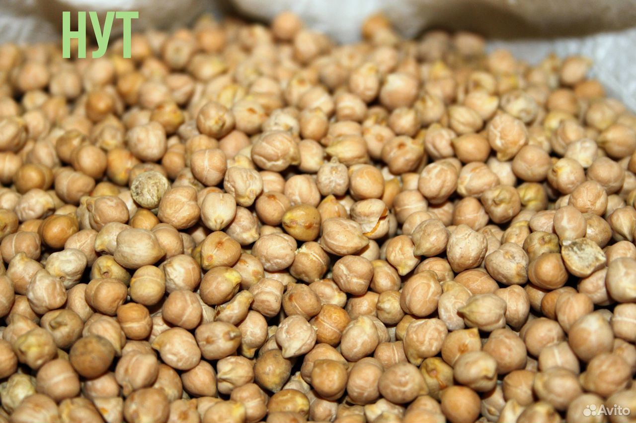 Маш пшеница. Чечевица красная микрозелень. Сорт пшеницы баграт. Комбайн для сбора пшеницы джон дир. Пророщенные семена чечевицы.