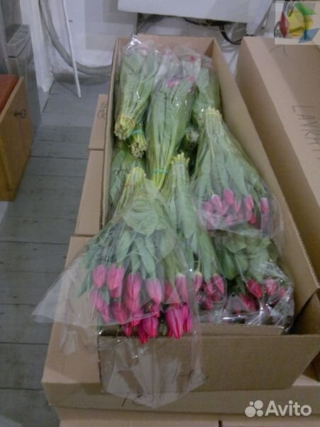 Тюльпаны к 8 марта опт купить на Зозу.ру - фотография № 2