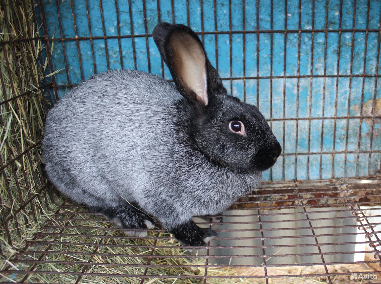 Купить Кроликов В Курганской Области
