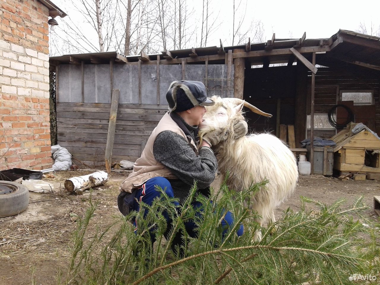 Продам молодого козла от племенной молочной козы купить на Зозу.ру - фотография № 7