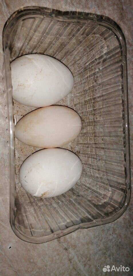 Куриное яйцо купить на Зозу.ру - фотография № 2