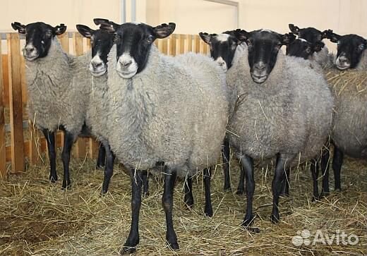 Продам овец романовской породы купить на Зозу.ру - фотография № 1