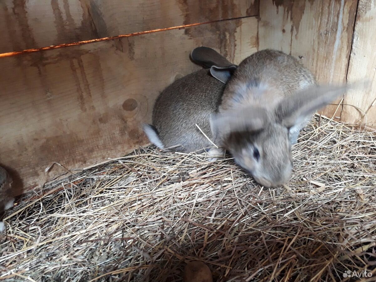 Купить Кроликов В Калужской Области Для Разведения