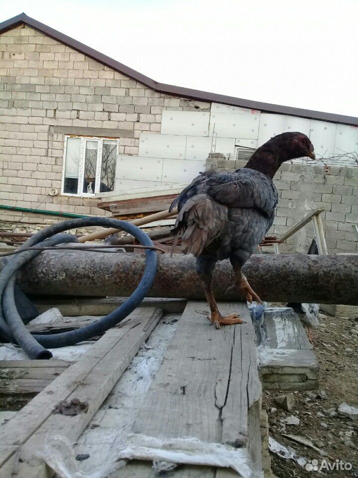 Бойцовая курица купить на Зозу.ру - фотография № 7