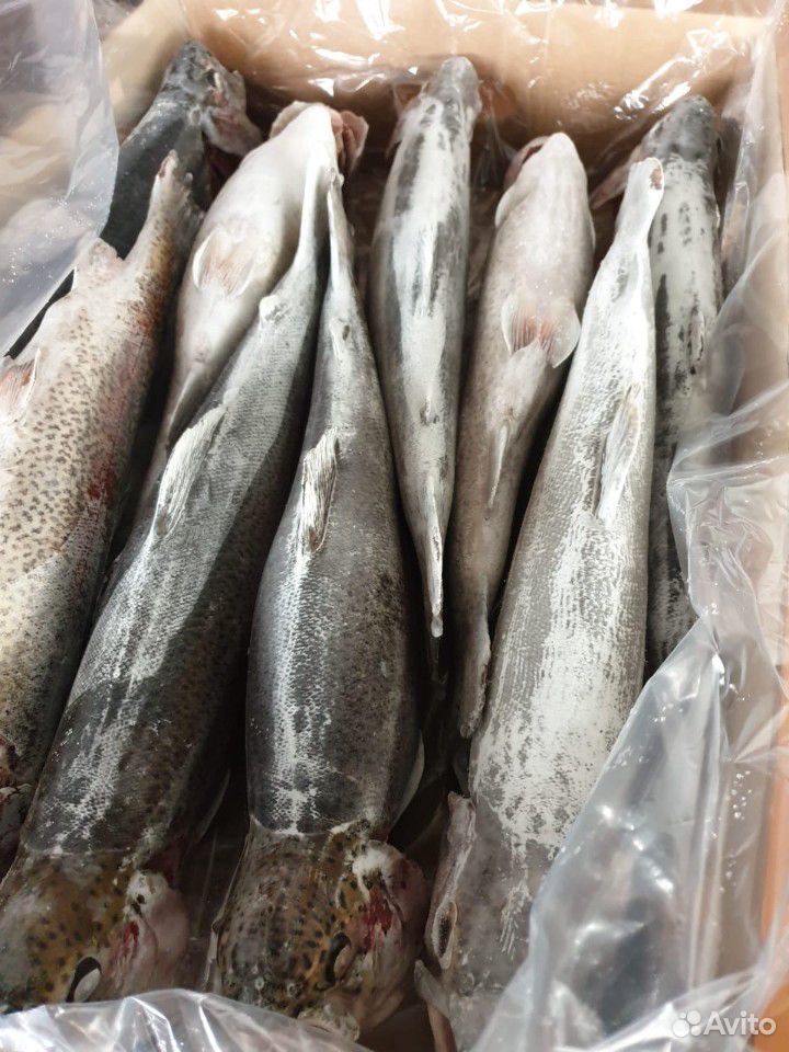 Рыба форель свежемороженая шоковой заморозки купить на Зозу.ру - фотография № 5