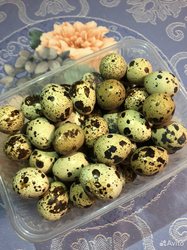 Яйца перепелиные для инкубации купить на Зозу.ру - фотография № 2