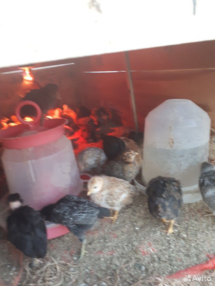 Цыплята инкубационное яйцо купить на Зозу.ру - фотография № 2