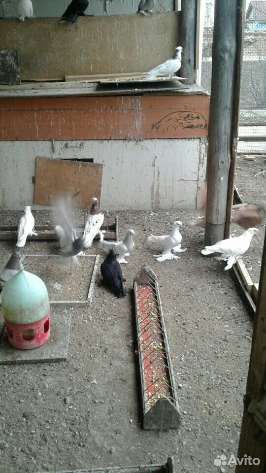 Узбекские голуби бойные купить на Зозу.ру - фотография № 2