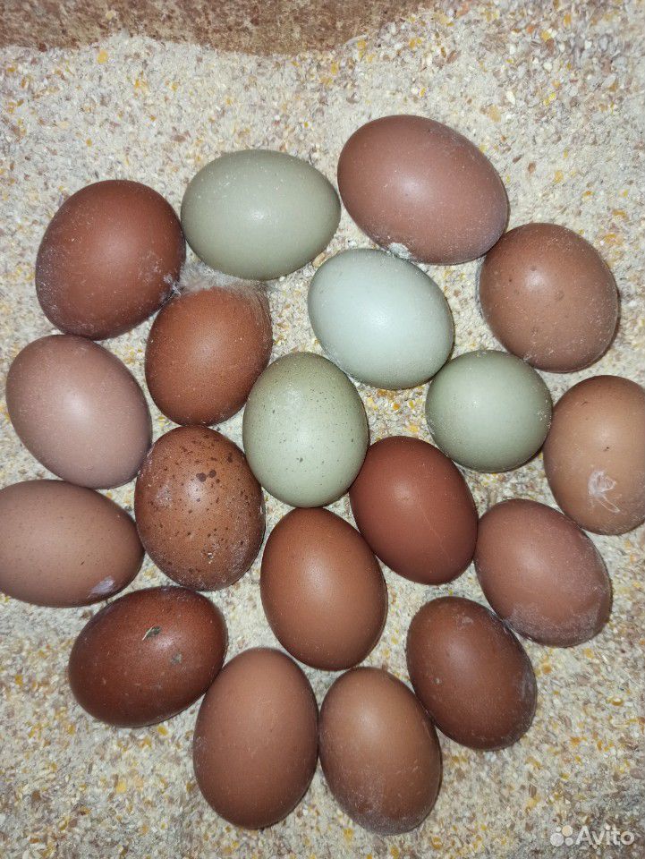 Пасхальные яйца купить на Зозу.ру - фотография № 1