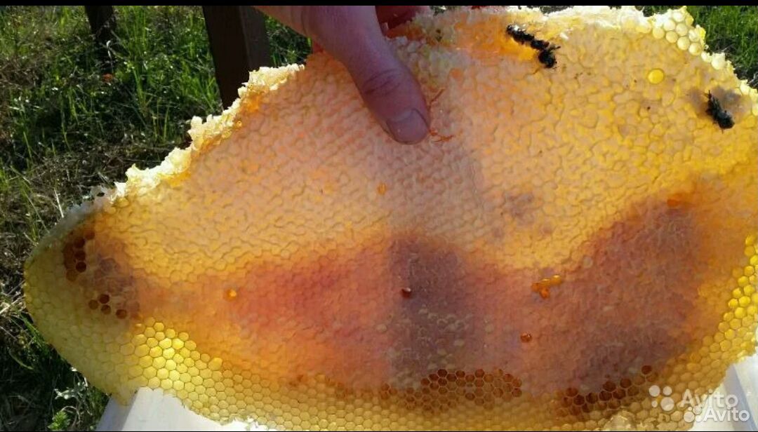 Колода для пчел купить на Зозу.ру - фотография № 7