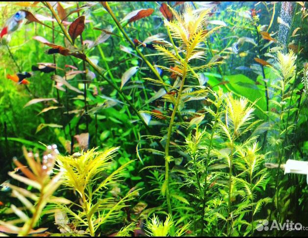 Растения для аквариума купить на Зозу.ру - фотография № 2