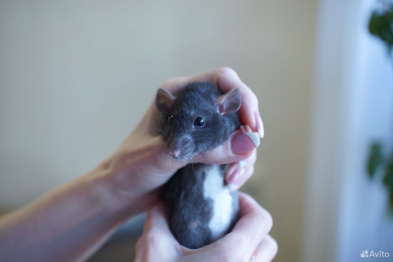Крысы Дамбо Рекс, крысята купить на Зозу.ру - фотография № 1