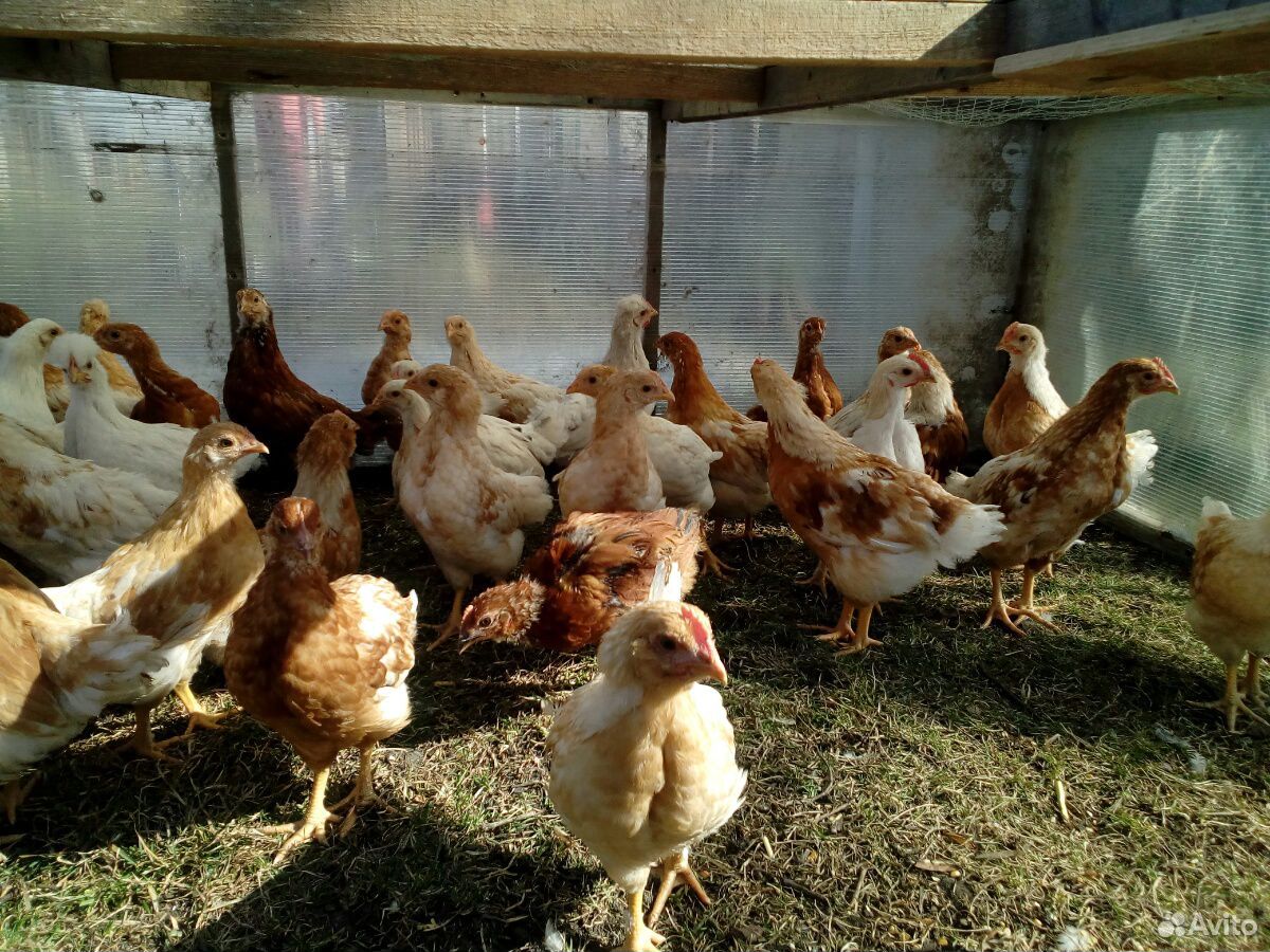 Цыплята от кур-несушек, подрощеные купить на Зозу.ру - фотография № 2